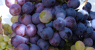 grapes.gif